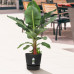 Bananenplant in Elho® Greenville pot