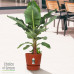 Bananenplant in Elho® Greenville pot