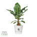 Bananenplant in Elho® Greenville pot