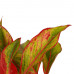 Decorum Combi 1 x Aglaonema Maria 1x Aglaonema Crete